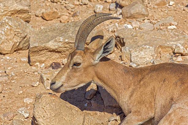istock Roe deer in the arid desert 582262998