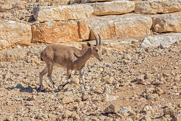 istock Roe deer in the arid desert 582263156