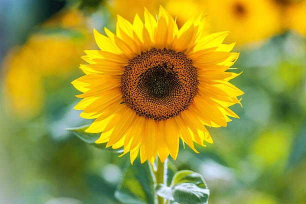 istock Field of sunflowers, Italy 582265314