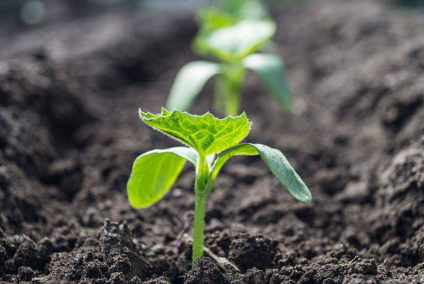 istock Seedlings of cucumber 582265418