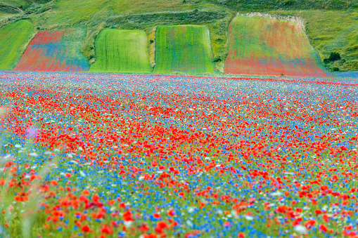 Flowewr field with poppy flowers, buckwheat and other flowers, Italy. Focus on foreground. No people, Nikon D3x