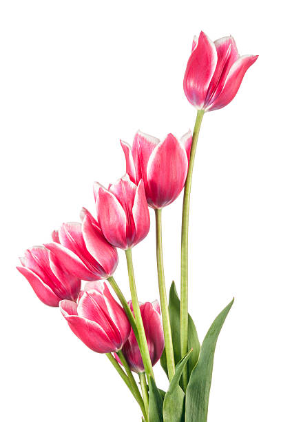 istock Flowers 2016. Composition from pink tulips isolated on white bac 582268316