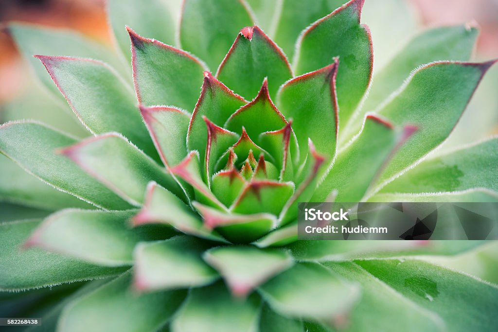 Foto de Sempreviva E Plantas Suculentas e mais fotos de stock de Aeonium -  Aeonium, Botânica - Assunto, Cabeça da flor - iStock