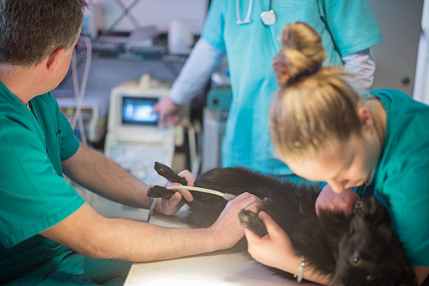 istock Vet doing ultrasound on dog 582269432