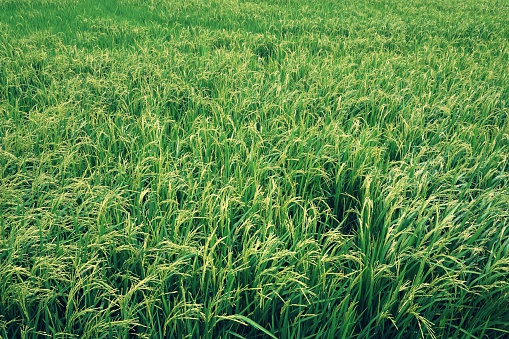 close up jasmine rice field in Thailand