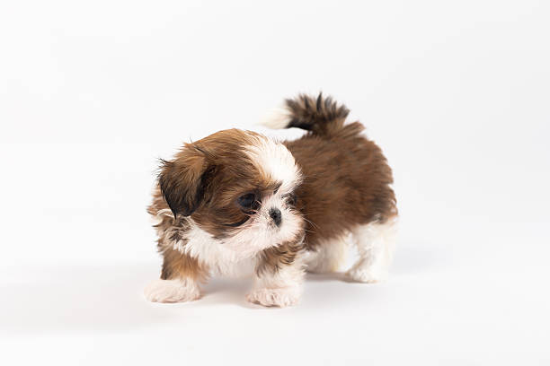 istock One funny shih-tzu puppy on the white 582270856