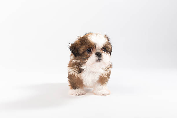 istock One funny shih-tzu puppy on the white 582271186