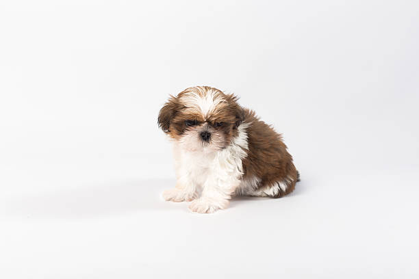 istock One funny shih-tzu puppy on the white 582271568