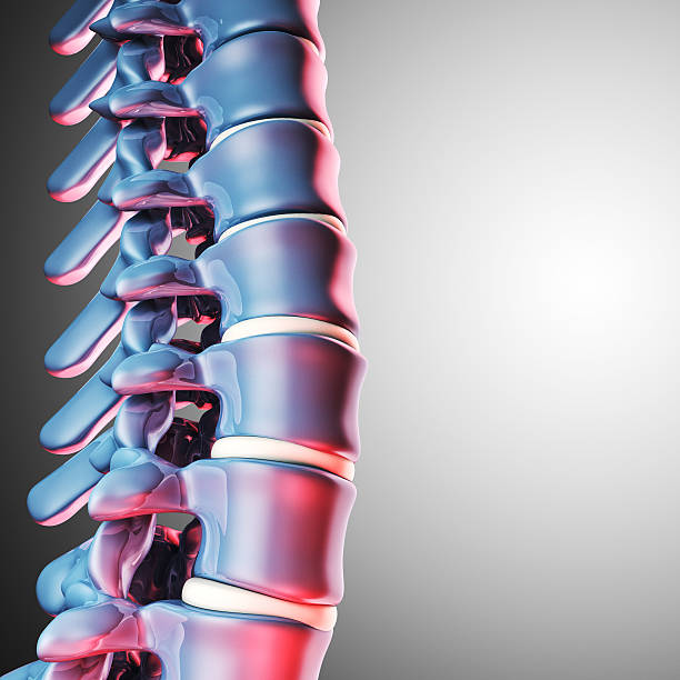 인간 척추 뼈 3d - human spine chiropractor three dimensional shape healthcare and medicine 뉴스 사진 이미지