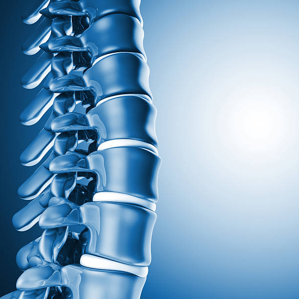 인간 척추 뼈 3d - human spine chiropractor three dimensional shape healthcare and medicine 뉴스 사진 이미지