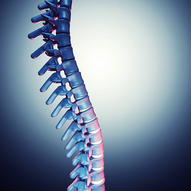 인간 척추 뼈 3d - human spine chiropractor three dimensional shape healthcare and medicine 뉴스 사진 이미지