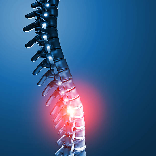 인간 척추 뼈 3d - human spine chiropractor three dimensional shape healthcare and medicine 뉴스 사진 이미지