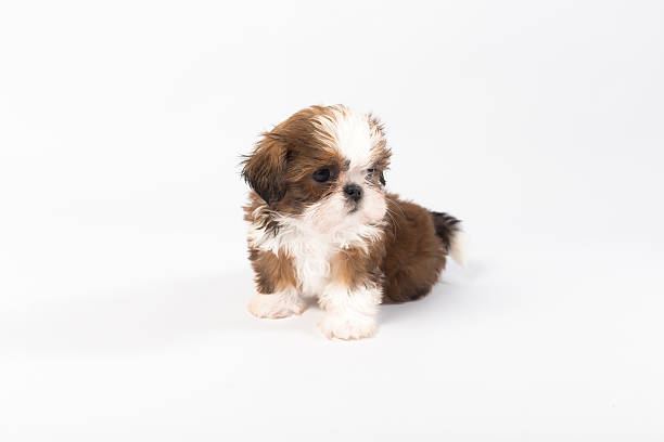 istock One funny shih-tzu puppy on the white 582272206