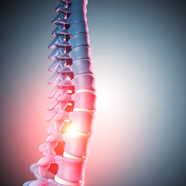 인간 척추 뼈 3d - human spine chiropractor three dimensional shape healthcare and medicine 뉴스 사진 이미지