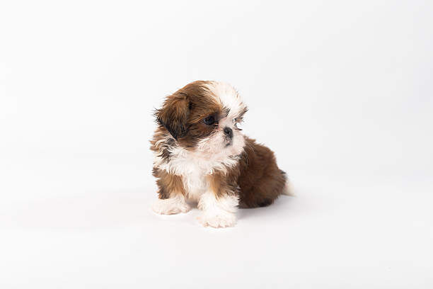 istock One funny shih-tzu puppy on the white 582272448