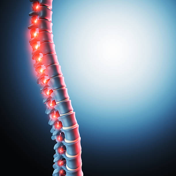 인간 척추 뼈 3d - human spine chiropractor three dimensional shape healthcare and medicine 뉴스 사진 이미지