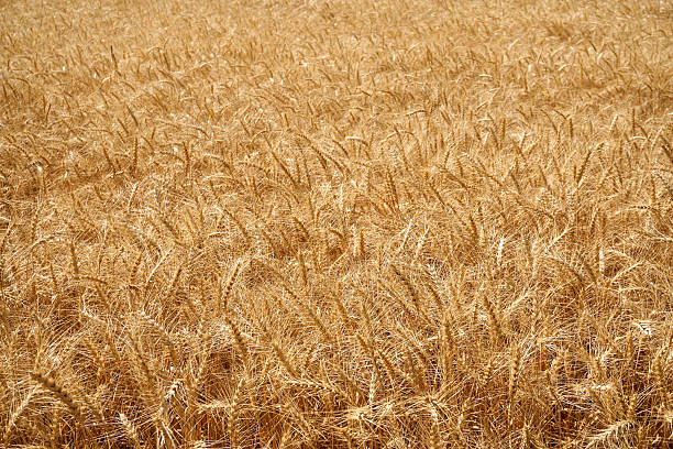 wheat field stock photo