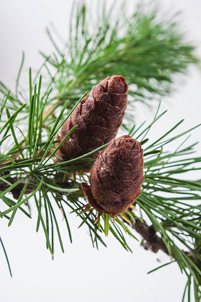 istock The branch of larch cones 582276194