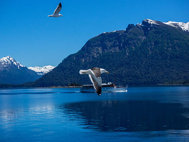 Birds in flight - kelp gulls flying across Lago Nahuel Huapi,near Bariloche, Argentina, South America -  with the snow covered Andes foothills in the background, plus a boat taking tourists on a tour of the lake and islands. (Spanish name: gaviota cocinera.) The Kelp Gull (Larus dominicanus), also known as the Dominican gull for its black and white markings, occurs only in the Southern Hemisphere, where its range encompasses South America, New Zealand, and southern and eastern Australia.  In New Zealand it is called the southern black-backed gull or karor. There is also a subspecies known as the Cape Gull which occurs around southern Africa. Photographed on Lago Nahuel Huapi near Bariloche in Argentina, where the gulls follow tour boats across the lake.