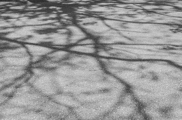 istock shadow of the leaves on  concrete a wall 582279444