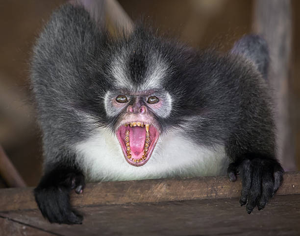 wściekła małpa thomasa pokazująca zęby - rainforest monkey dead animal horizontal zdjęcia i obrazy z banku zdjęć