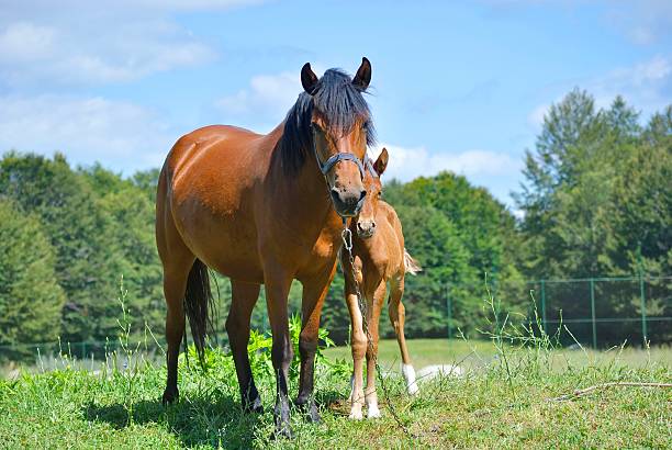 istock Brown horse with its foal 582283202