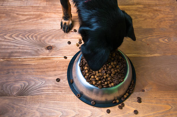 istock Dog eats food from a bowl 582284444