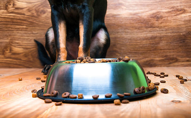 istock Dog is going to eat food from a bowl 582285026