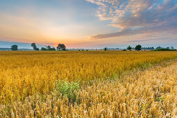 istock Misty morning landscape with cereal field under beautiful sky. 582285040