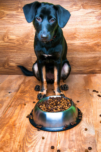 istock Dog is going to eat food from a bowl 582285726