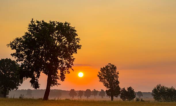 istock Summer sunrise over fields and trees silhouettes 582286134