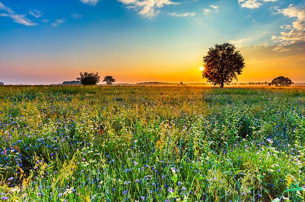 istock Summer sunrise over blooming buckwheat field with weeds 582286332