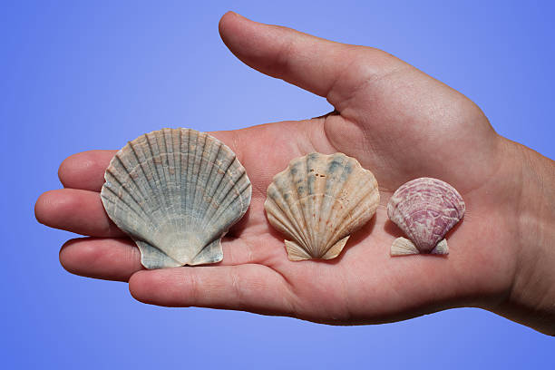 Seashells in hand stock photo