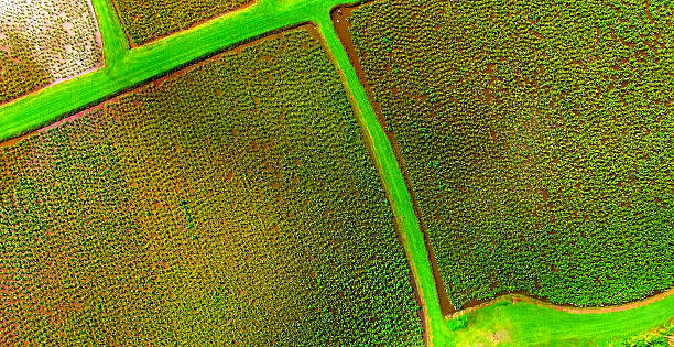 Green Tropical Farm Field in Hawaii stock photo