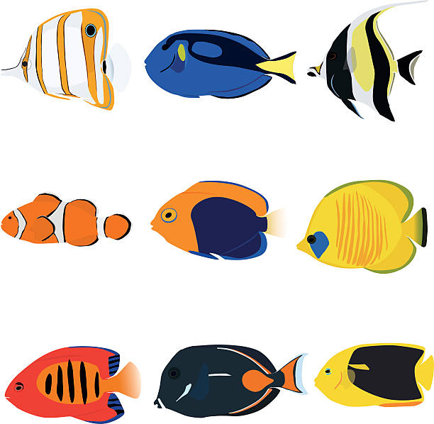 ilustraciones, imágenes clip art, dibujos animados e iconos de stock de conjunto de peces tropicales - copperband butterflyfish