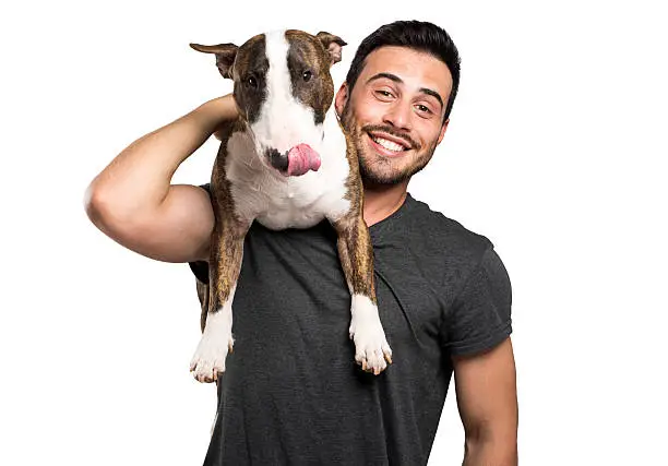 Bull-terrier and his owner