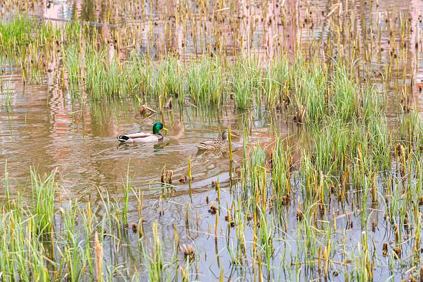 istock Mallard ducks pair swimming on small pond 582288970