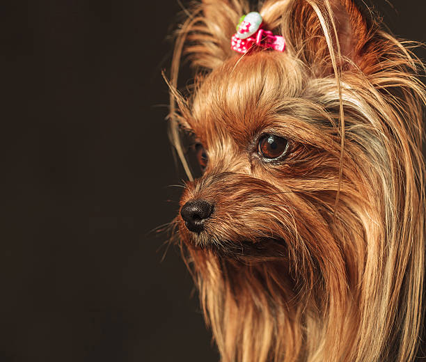 istock yorkshire terrier puppy dog's head looking away 582289090