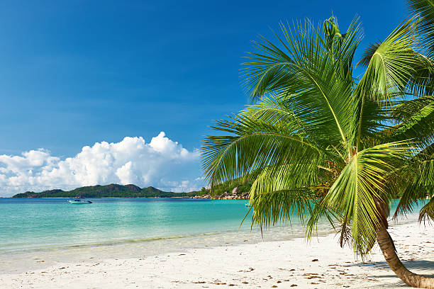 istock Beautiful beach with palm tree at Seychelles 582289148