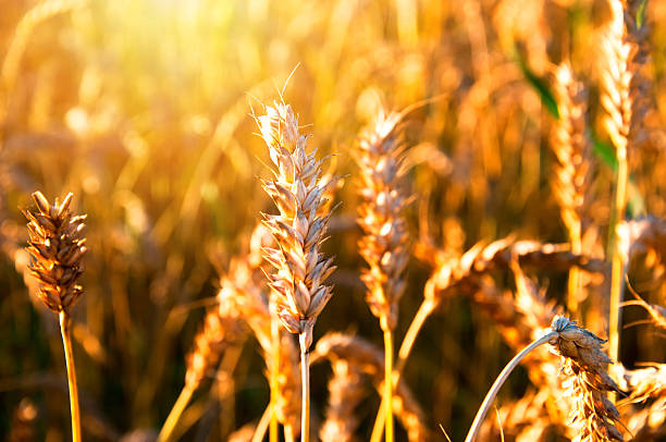 istock Golden ripe wheat ears 582289224