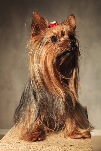 istock adorable yorkshire terrier puppy dog sitting 582289748
