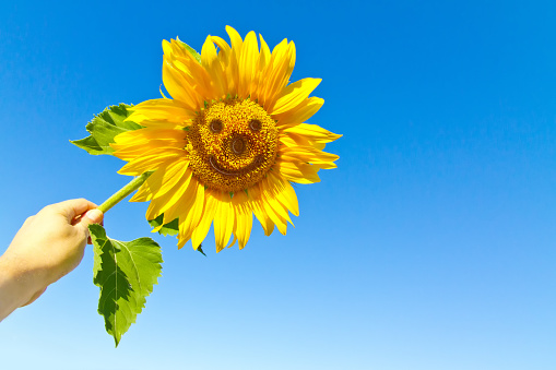Happy sunflower with smiling face