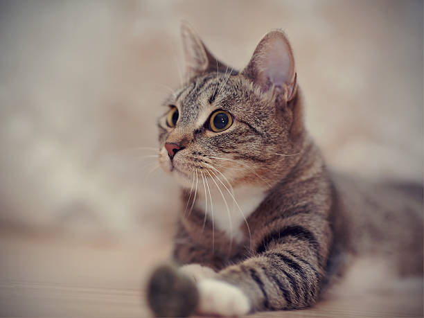 istock Portrait of a striped cat 582290064