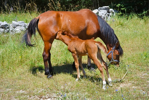 Brown horse with its eating foal in a meadow.