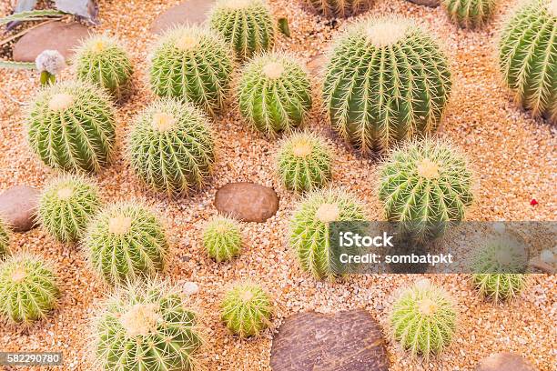 Beautiful Cactus In Desert Stock Photo - Download Image Now - Beauty, Botany, Brown