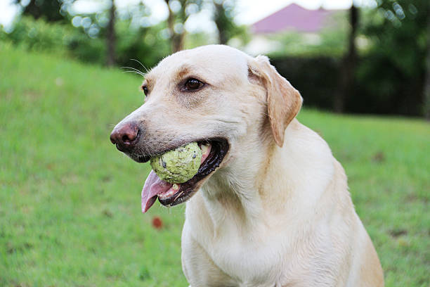 istock Labrador dog with tennis ball 582291162