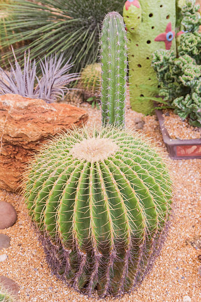 istock Beautiful cactus in desert garden, Phuket, Thailand 582291202