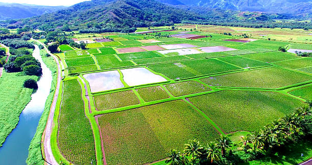 Tropical Fields stock photo