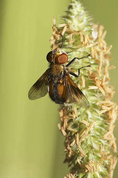 de flor fly  - insect fly animal eye single flower fotografías e imágenes de stock