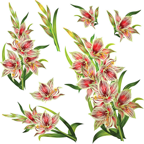 illustrazioni stock, clip art, cartoni animati e icone di tendenza di set di fiori e bouquet dalle eleganti gladiolus a righe - gladiolus single flower isolated tropical climate